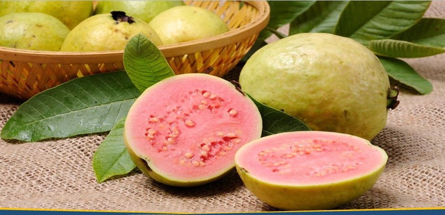 Kegunaan Vitamin C Jambu Biji